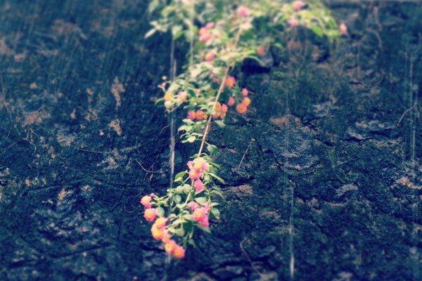 Landscape flowers on wood