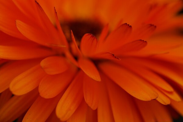 Pétalas de laranja close-up