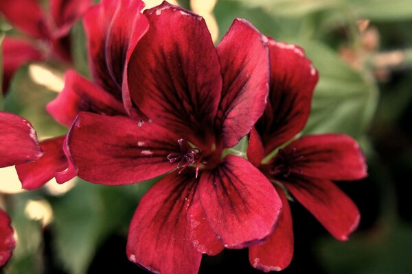 Red flower on a background of green leaves