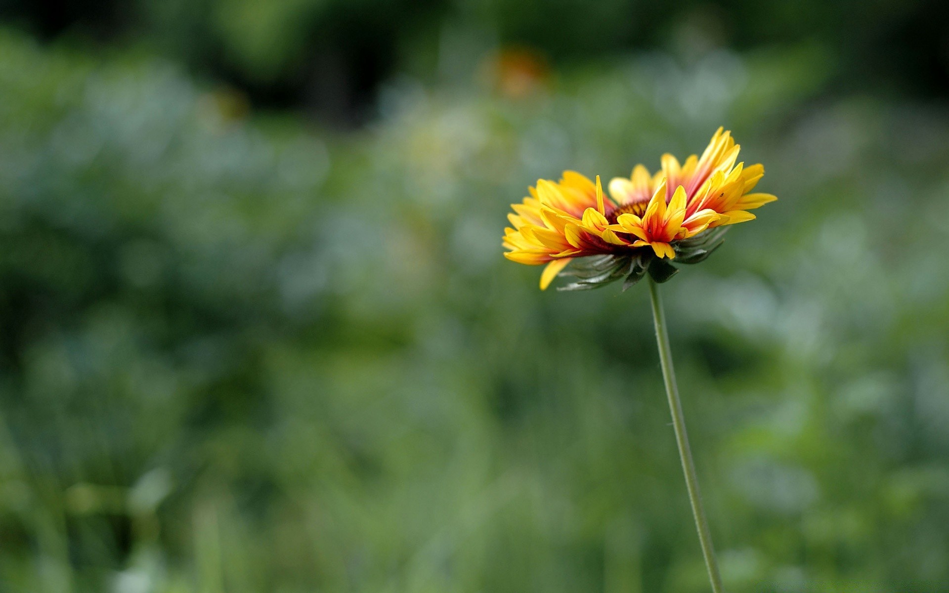 flowers nature flower summer flora garden color leaf growth bright close-up field season outdoors blooming