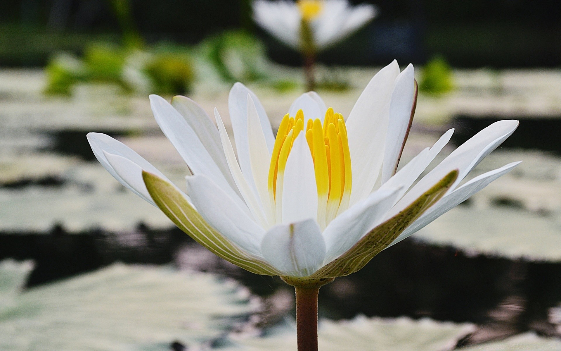 flowers flower nature leaf lotus summer garden flora lily blooming petal pool outdoors tropical