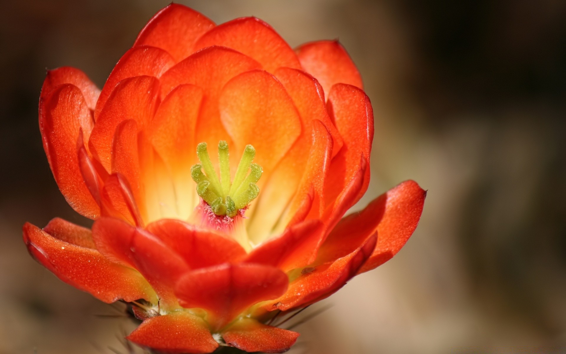 fiori fiore natura foglia flora giardino all aperto petalo colore tulipano