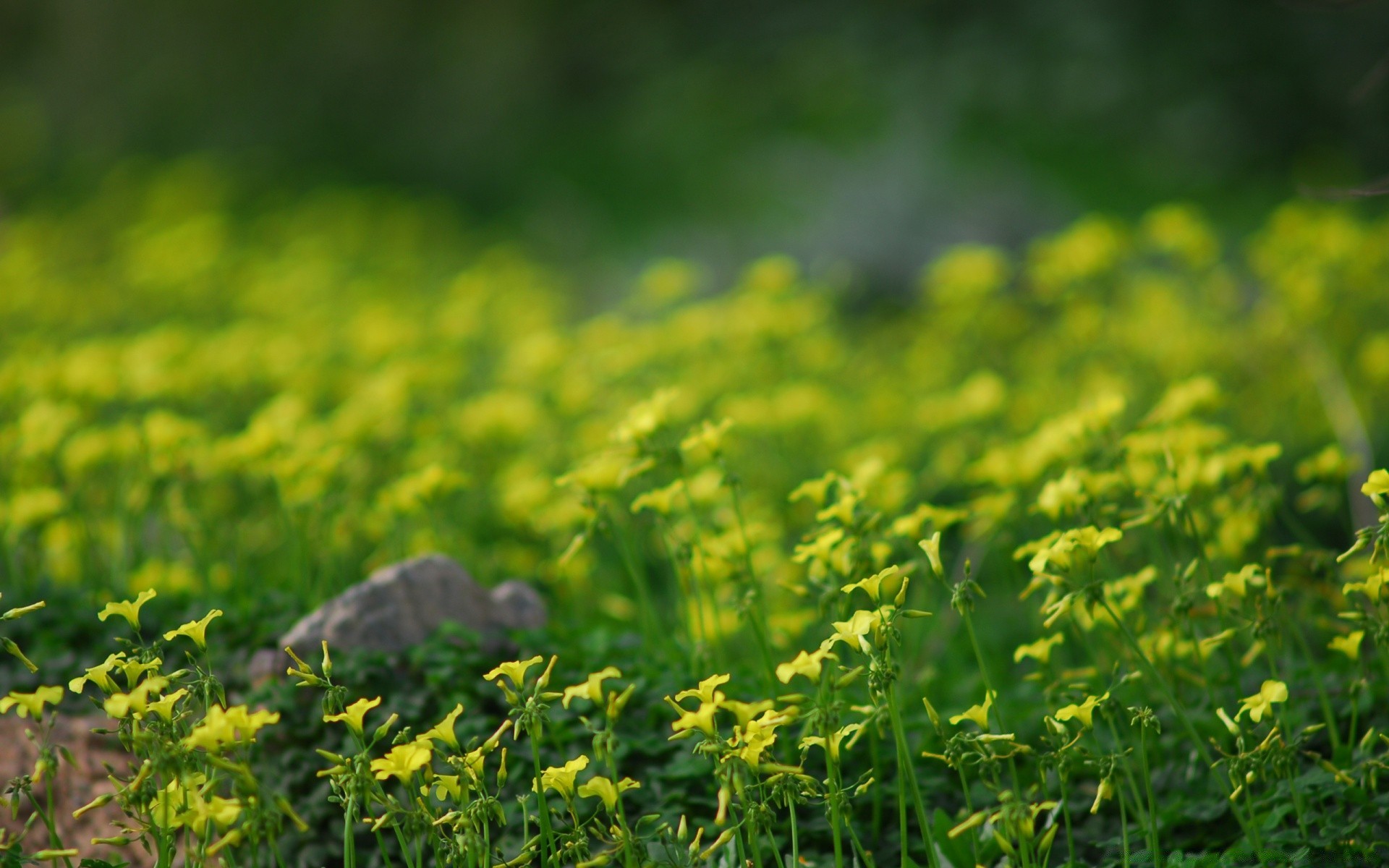 flowers nature field grass leaf flora summer rural growth hayfield agriculture farm flower outdoors fair weather countryside sun environment garden landscape