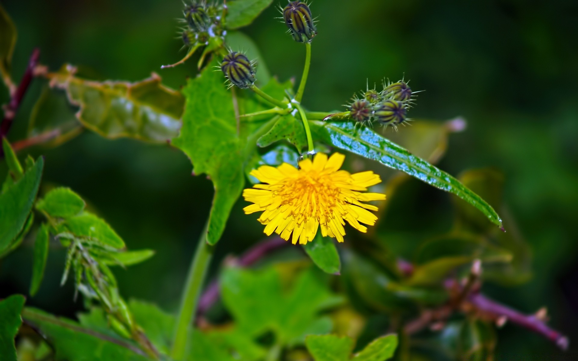 fleurs nature fleur flore feuille jardin été à l extérieur insecte gros plan sauvage couleur