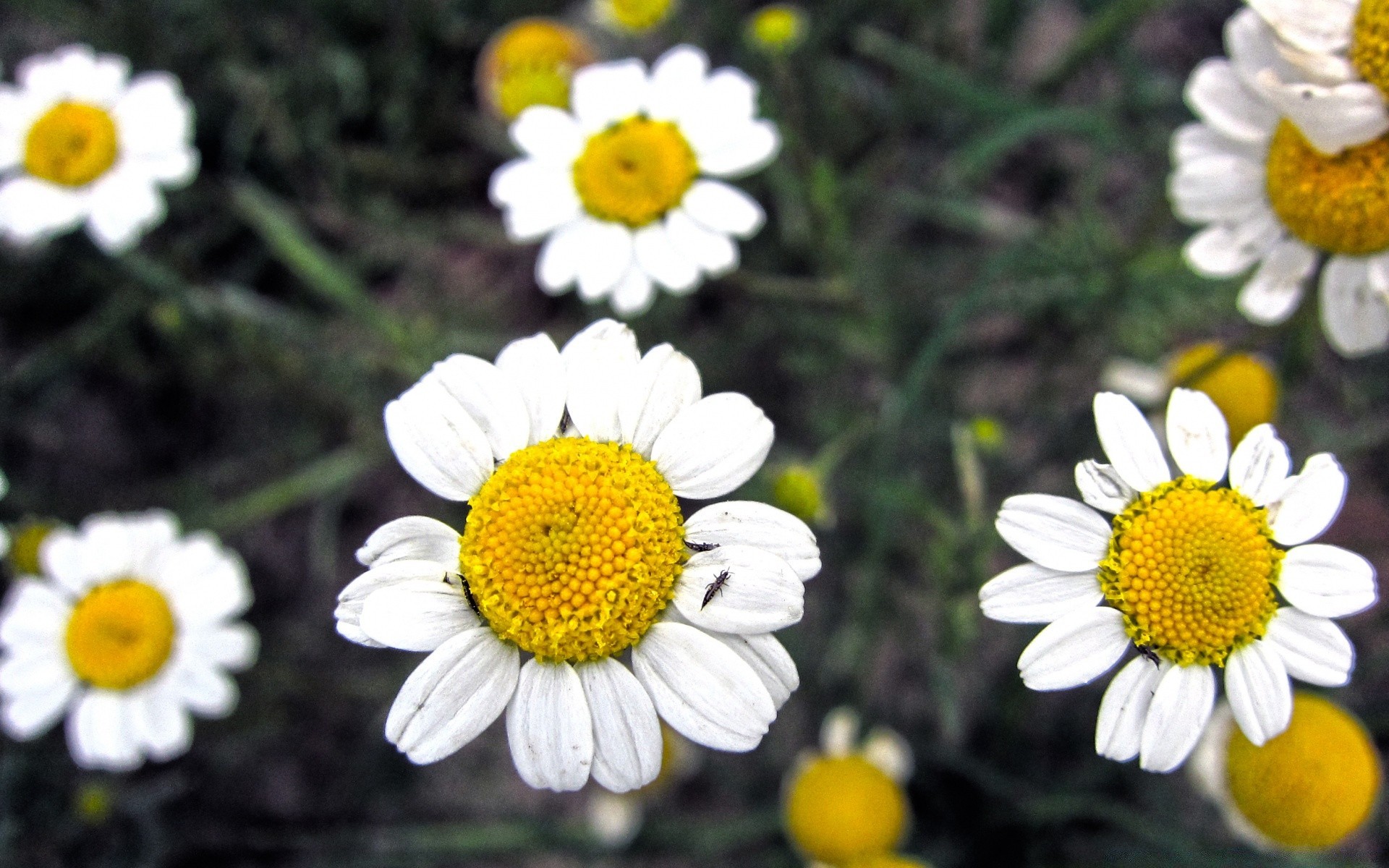 flowers nature summer flora flower chamomile garden floral color bright petal season hayfield blooming close-up leaf wild beautiful desktop field