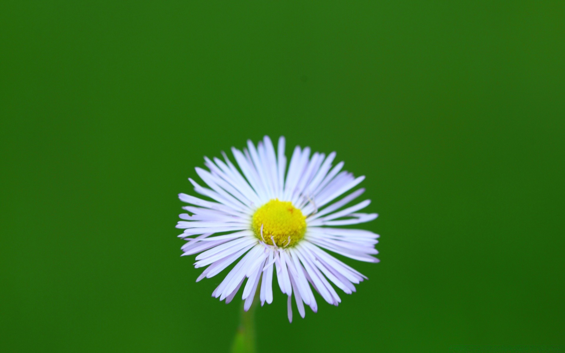 flowers nature summer bright flora leaf grass