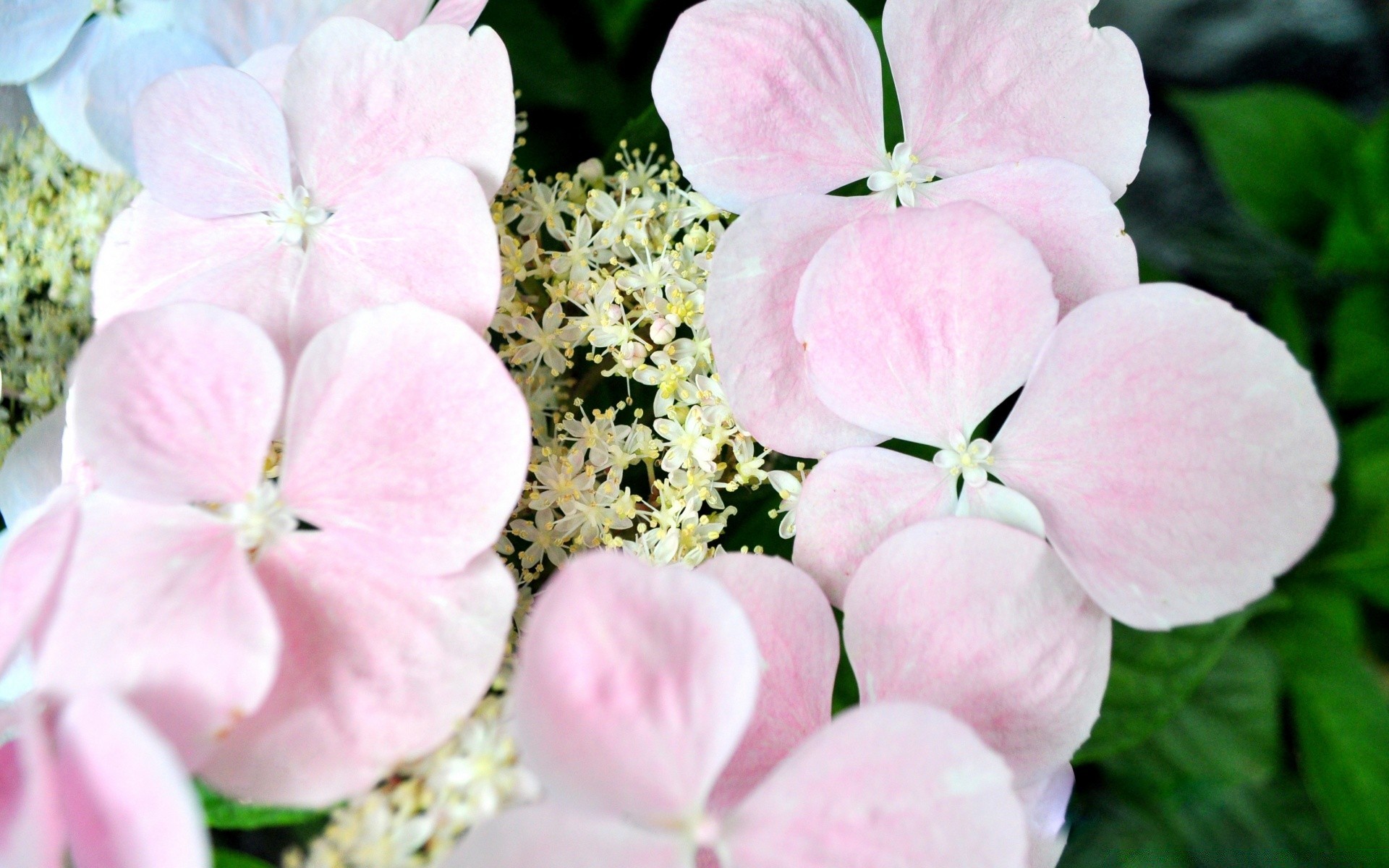 fleurs fleur nature flore jardin floral feuille pétale bluming été belle à l extérieur gros plan délicat botanique lumineux couleur croissance