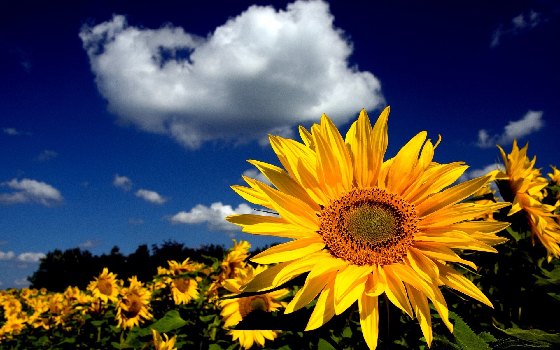 flowers nature sunflower summer flower bright flora sun growth leaf fair weather rural vibrant color season outdoors garden petal floral