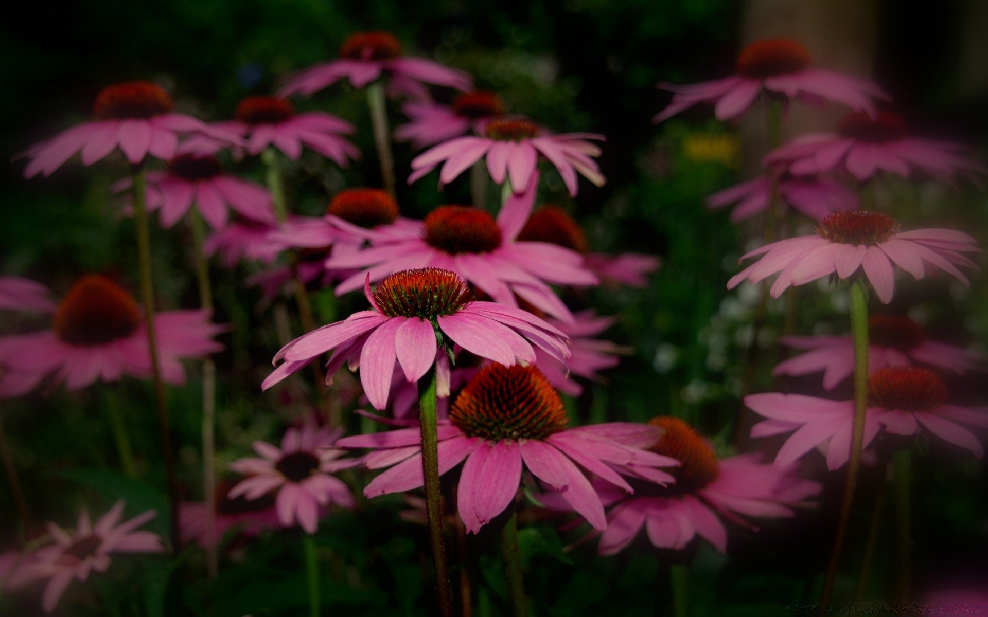 fiori fiore natura estate giardino flora all aperto foglia perenne echinacea campo fiore petalo close-up colore floreale erba