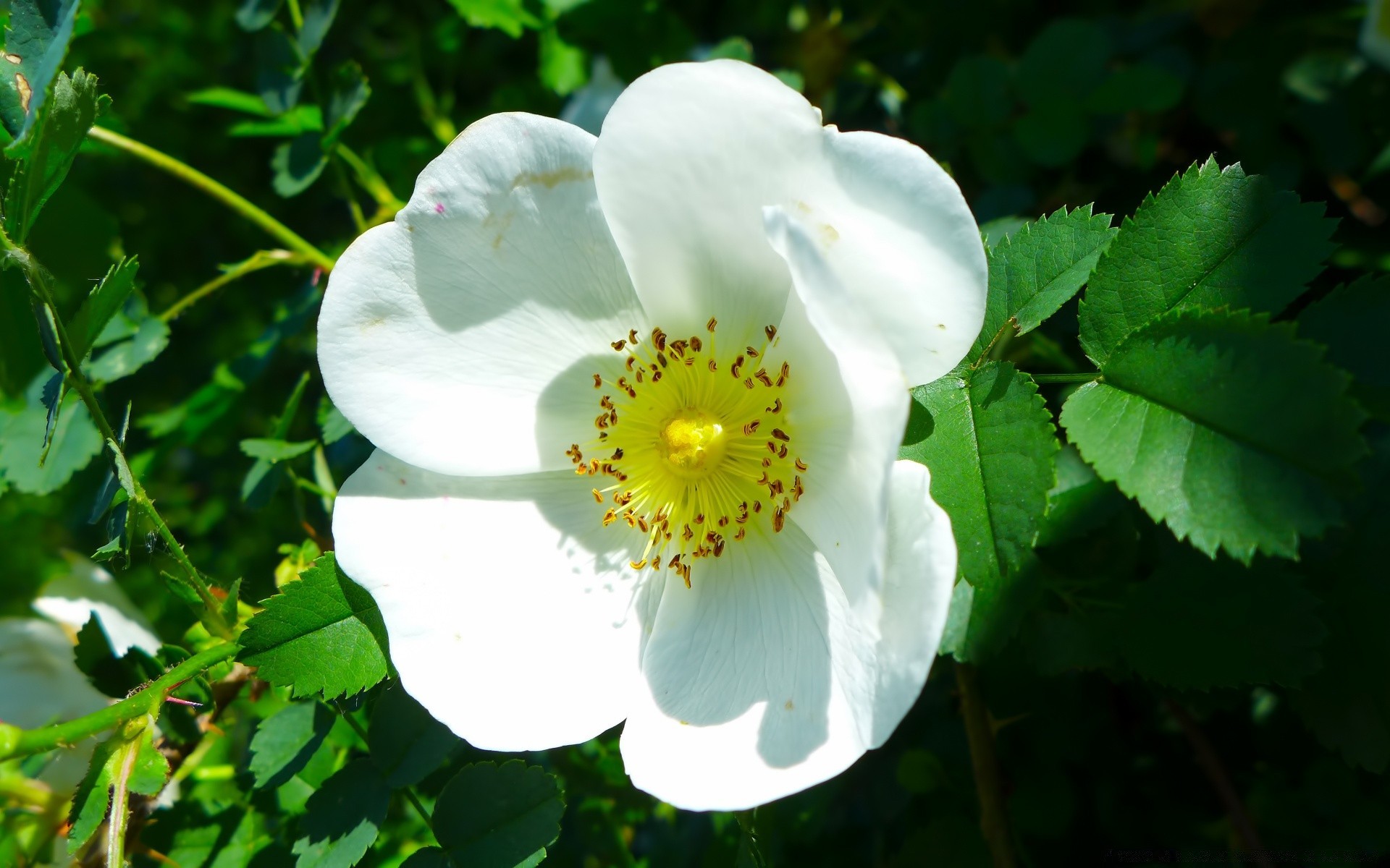 fleurs nature fleur flore feuille jardin été croissance bluming à l extérieur floral lumineux pétale