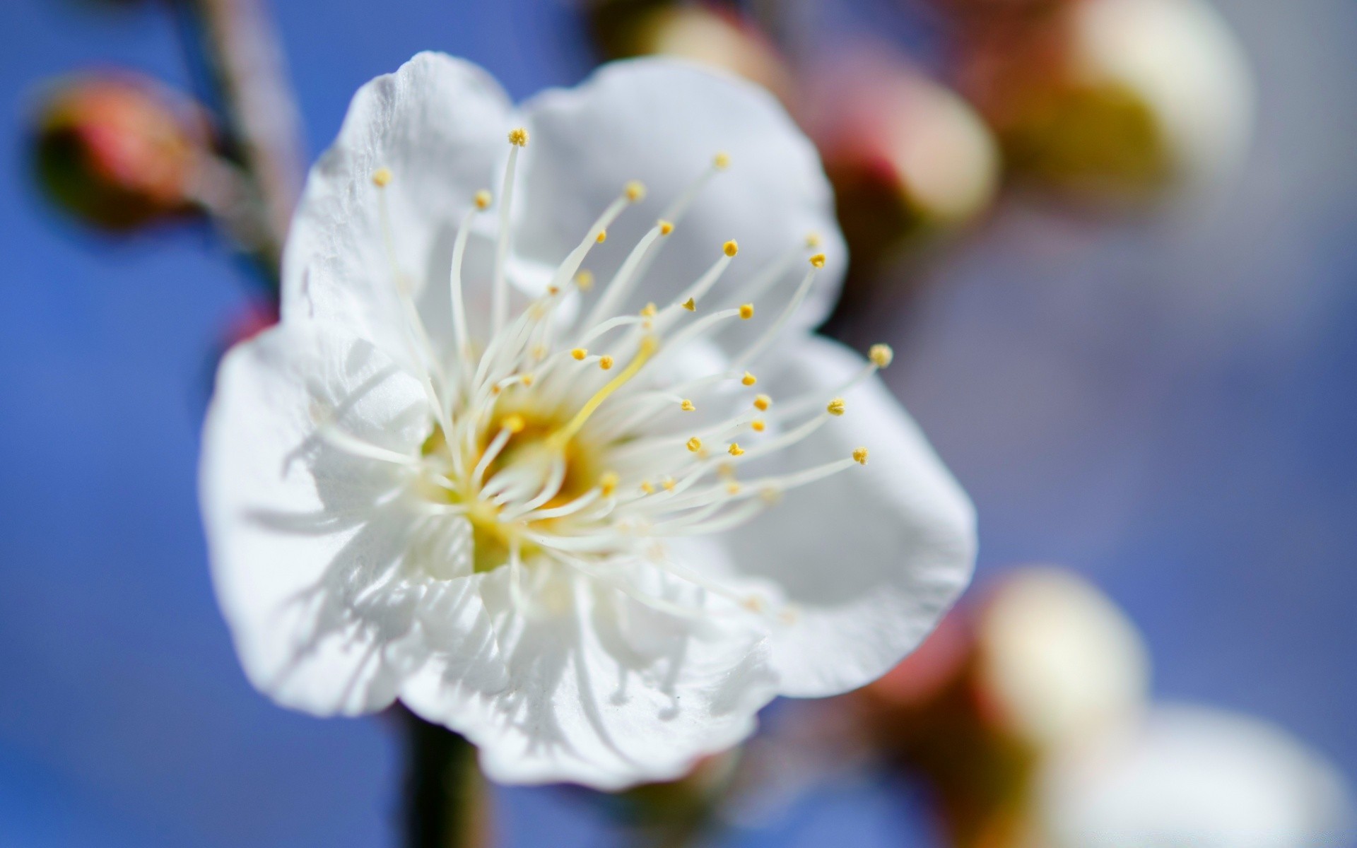 flowers nature flower flora garden petal outdoors branch cherry blooming growth tree leaf season summer beautiful close-up bright color delicate