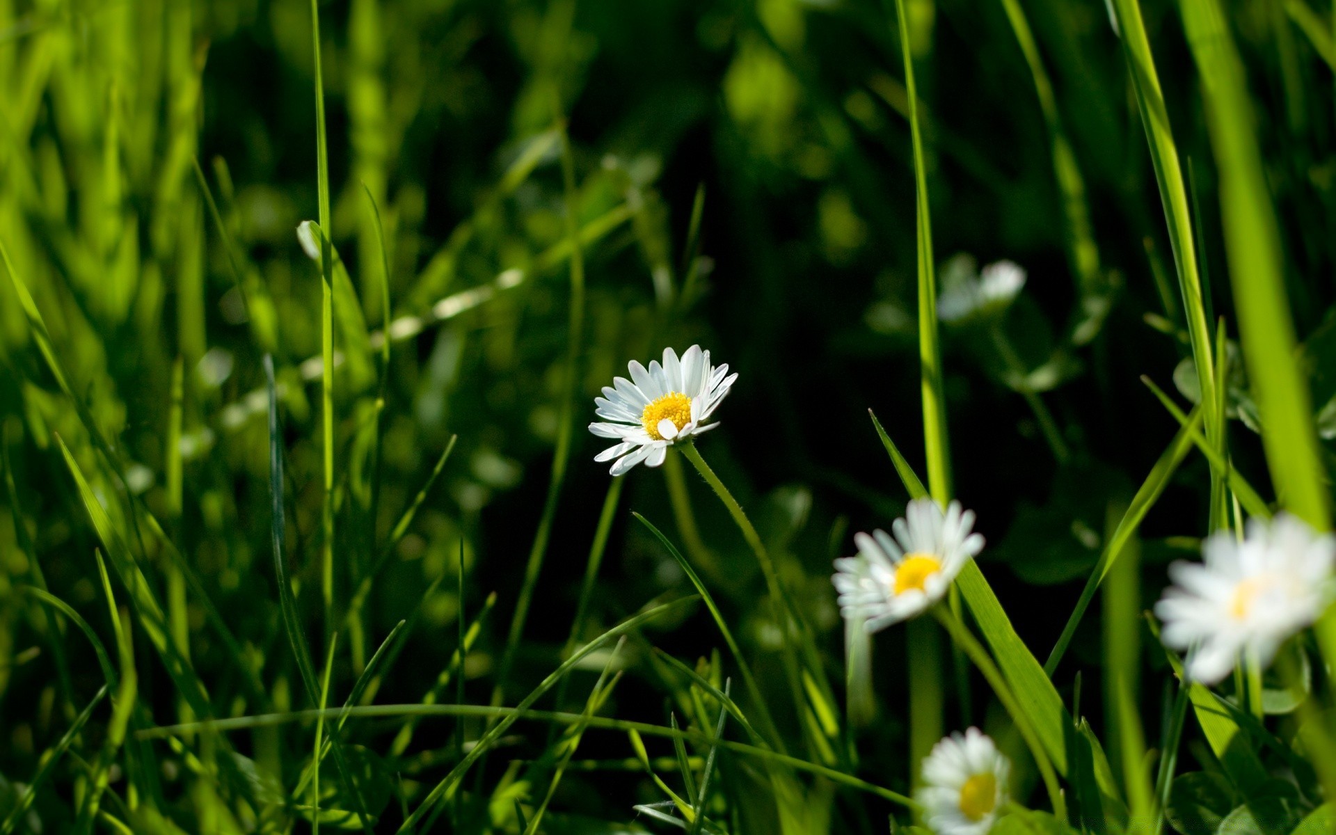 flowers grass nature hayfield flora field summer lawn garden flower growth leaf environment freshness fair weather bright rural sun close-up season