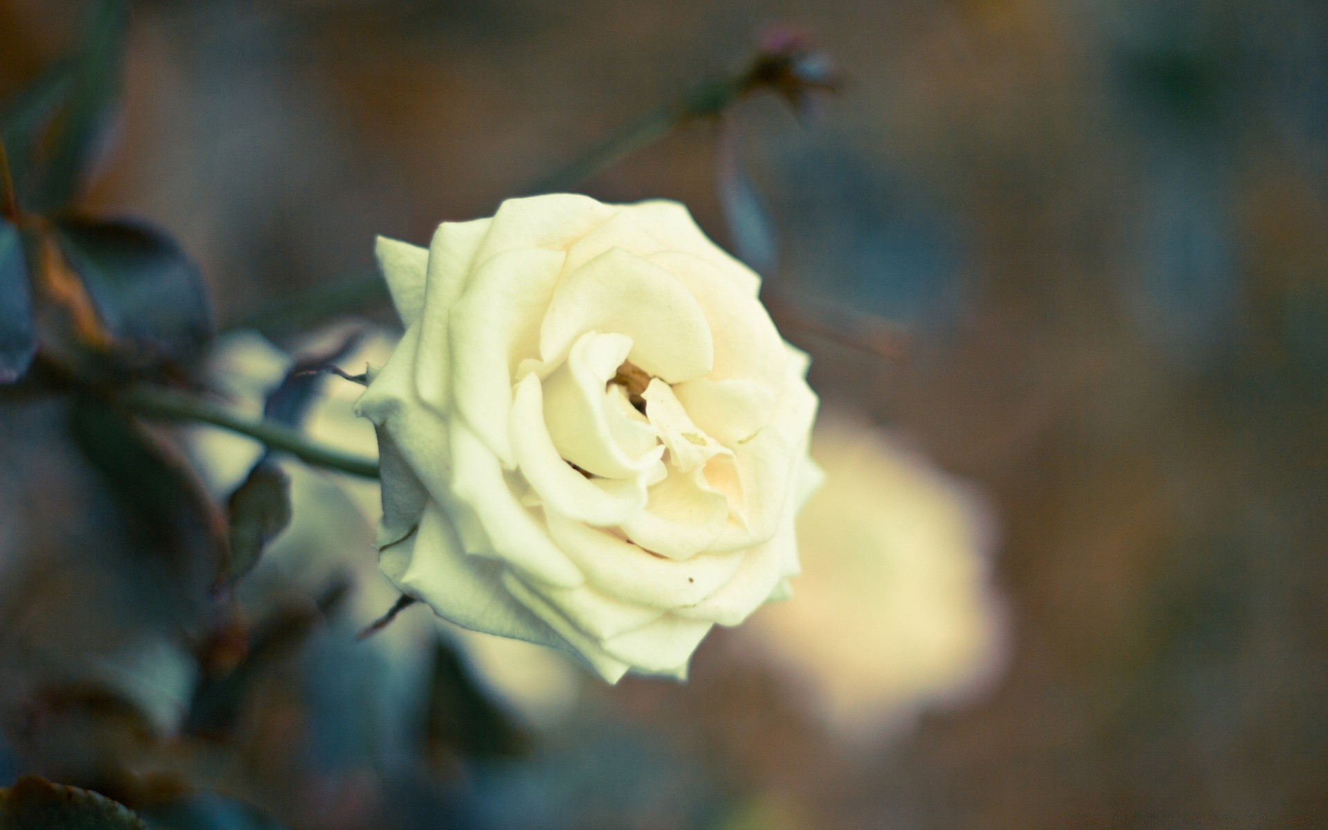 flowers flower rose wedding petal nature blur leaf blooming floral flora love outdoors color romantic garden