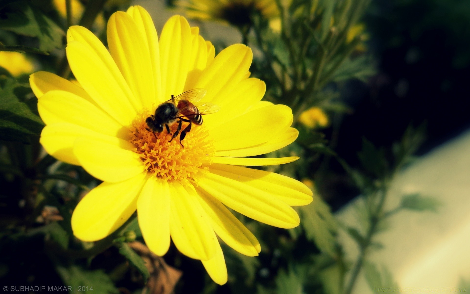 blumen natur biene honig insekt blume sommer pollen flora im freien garten hell bienen blatt bestäubung