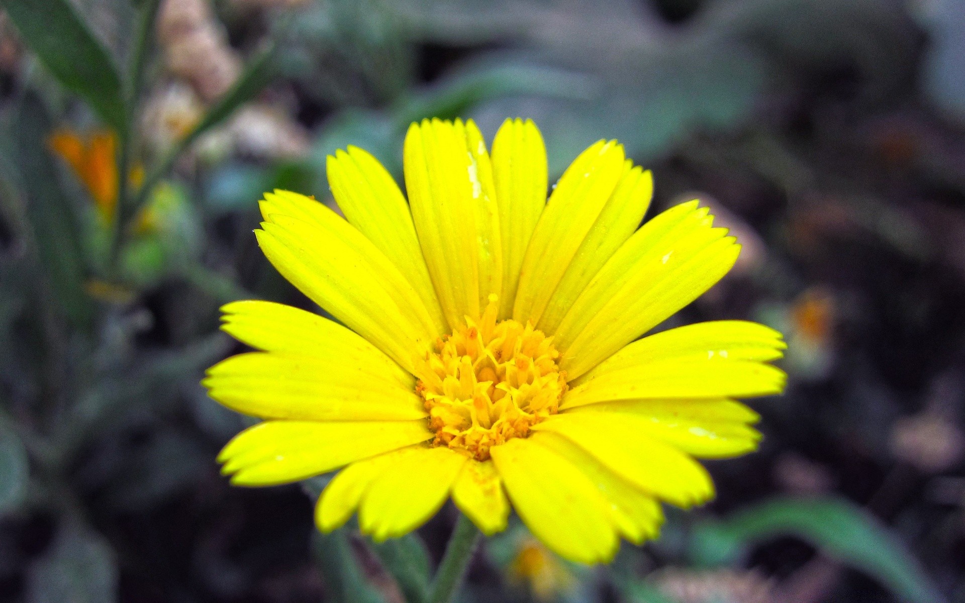 çiçekler doğa çiçek flora yaz yaprak bahçe çiçek açan petal renk açık havada parlak çiçek