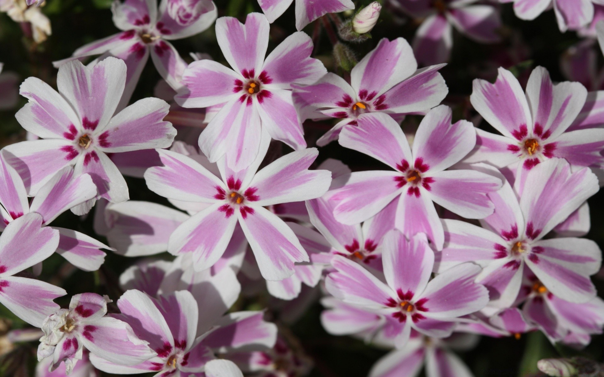 flowers flower flora nature floral garden beautiful petal summer blooming leaf decoration botanical color bright close-up outdoors