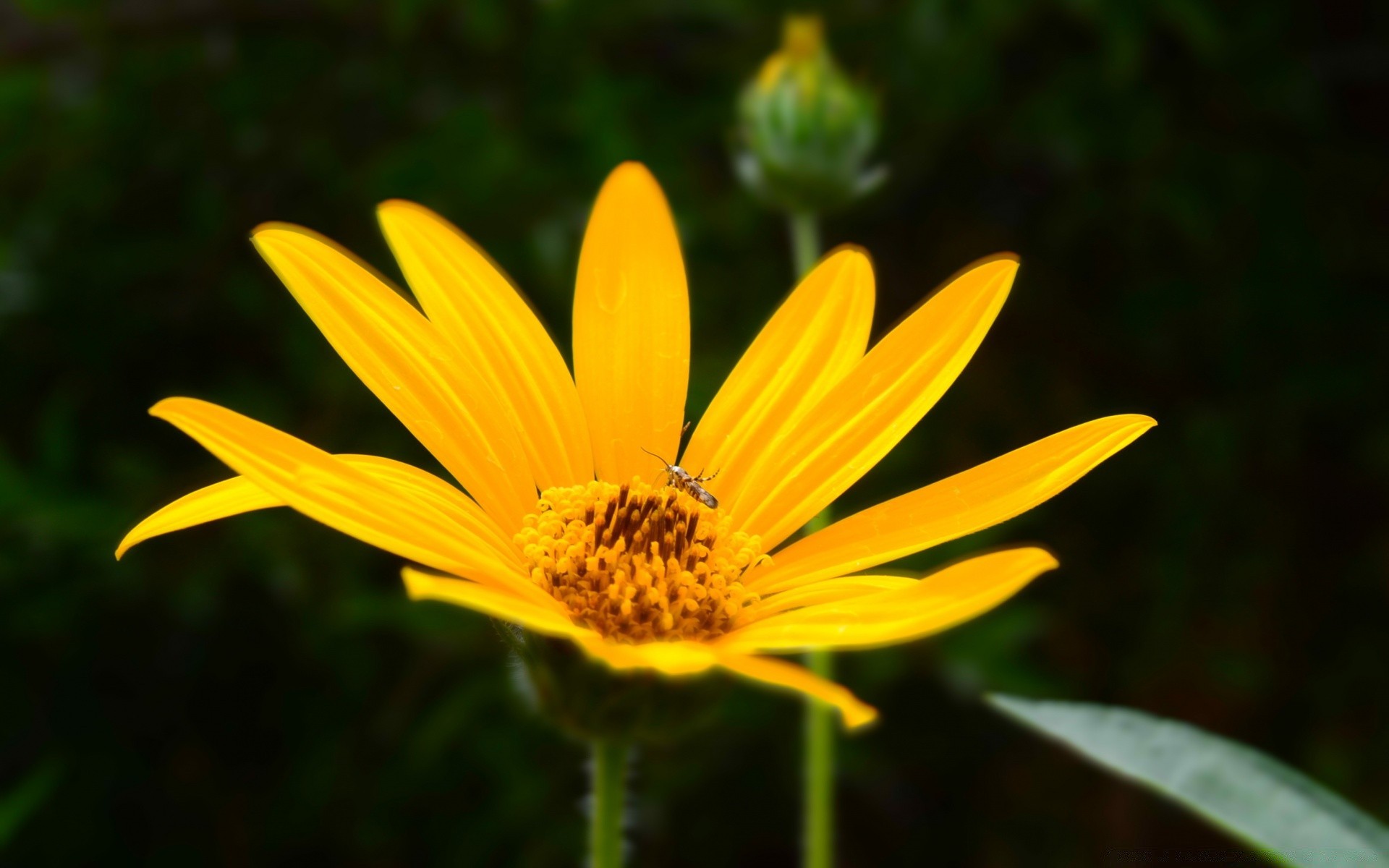 fleurs nature fleur été flore à l extérieur croissance feuille jardin pétale lumineux pollen