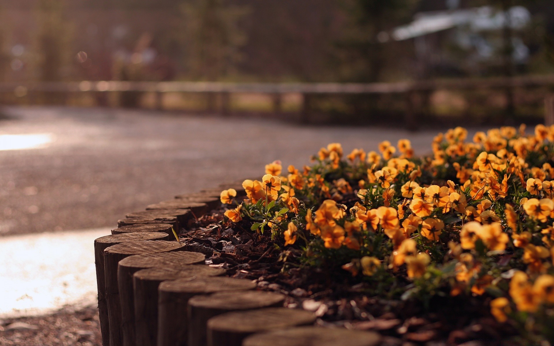 fiori legno autunno all aperto foglia natura sfocatura fiore albero