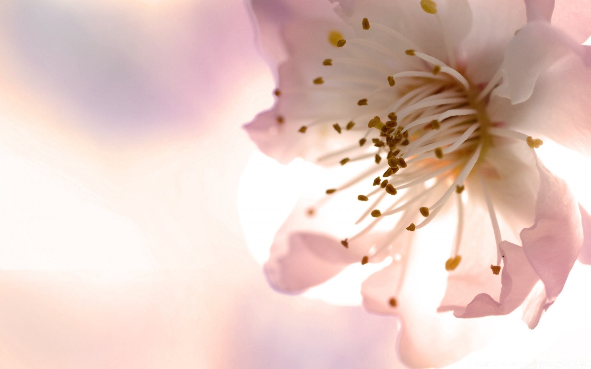 çiçekler çiçek doğa bulanıklık yaprak yaz flora güneş parlak nazik dof büyüme güzel hava