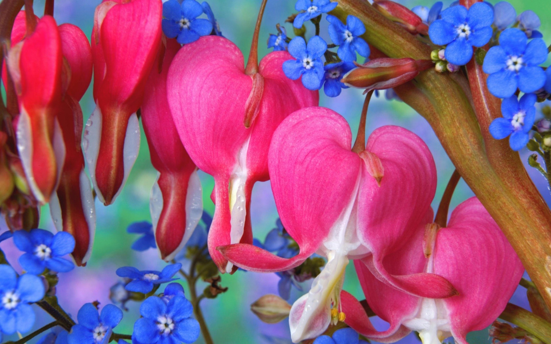 flowers flower nature flora petal color blooming garden floral growth leaf close-up