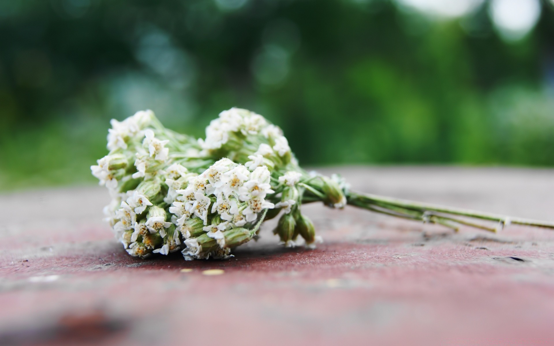 fleurs fleur nature nourriture à l extérieur flou feuille gros plan jardin