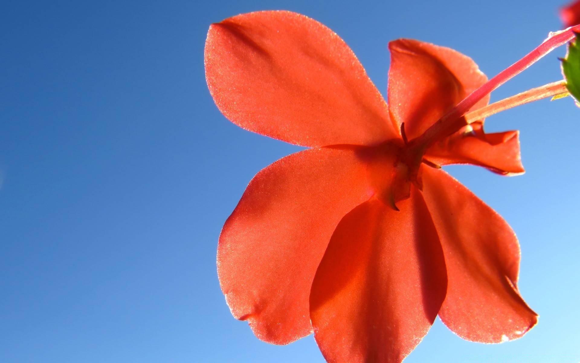 flowers nature flower summer bright flora outdoors