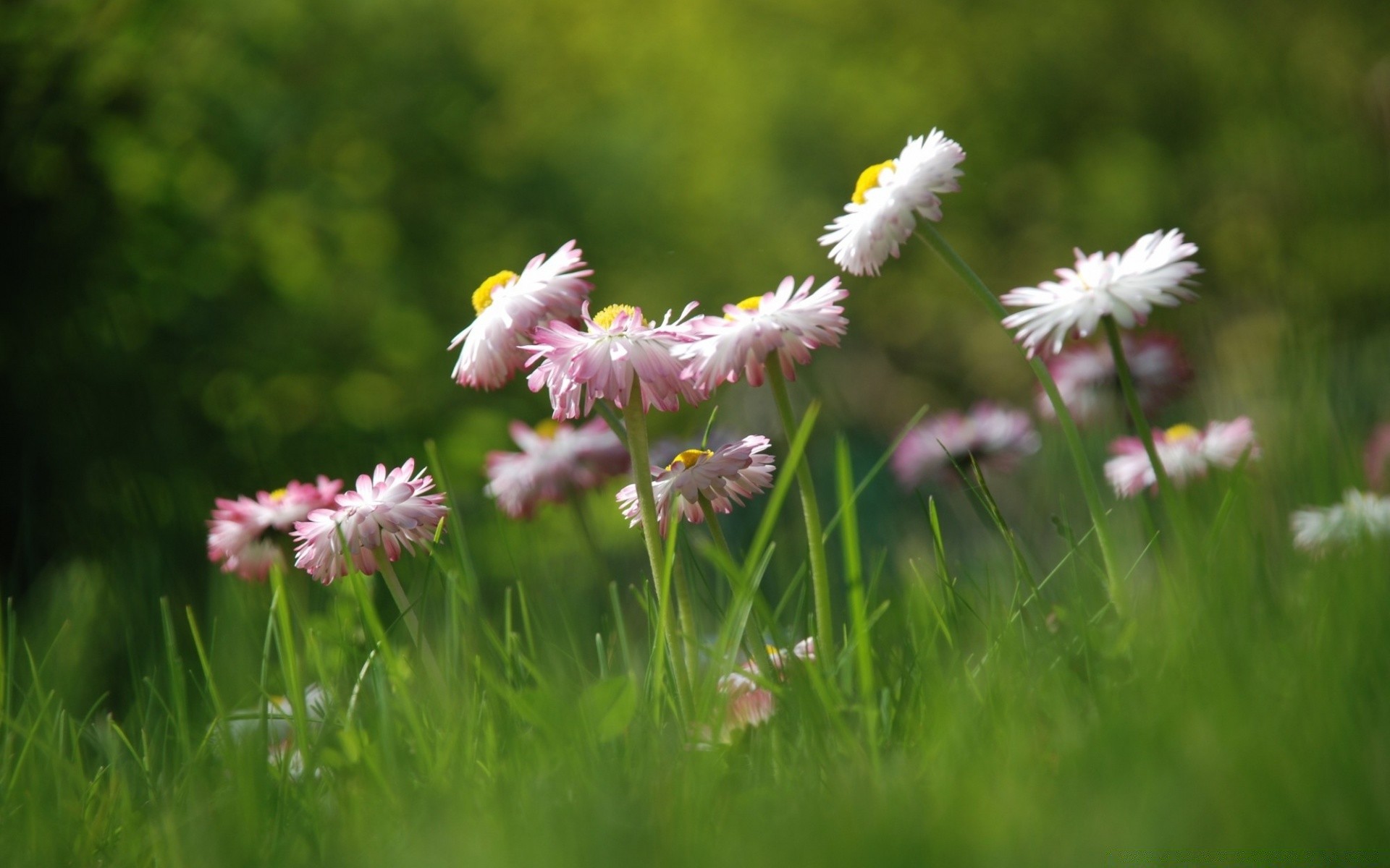 flowers grass nature flower summer field hayfield flora garden outdoors rural growth fair weather leaf lawn sun bright environment floral