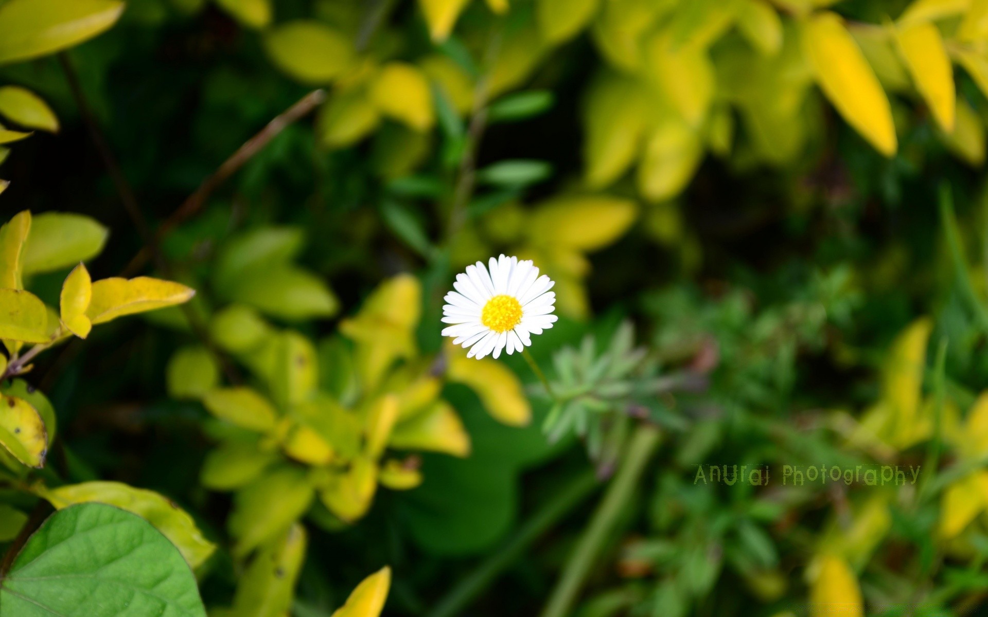 flores natureza folha flora verão crescimento flor jardim grama bom tempo brilhante ao ar livre close-up campo ambiente floral temporada