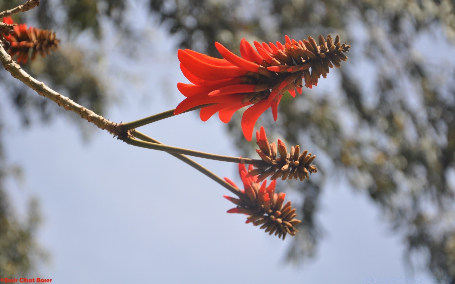 flowers nature outdoors flower tree flora leaf sky bright