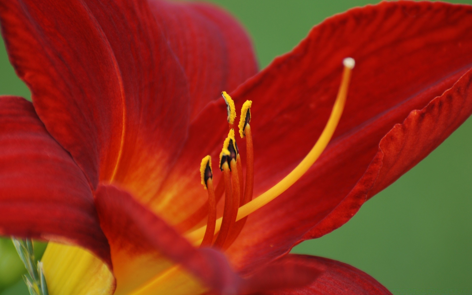 fleurs fleur nature flore jardin couleur été feuille belle lumineux gros plan à l extérieur pétale croissance tulipe