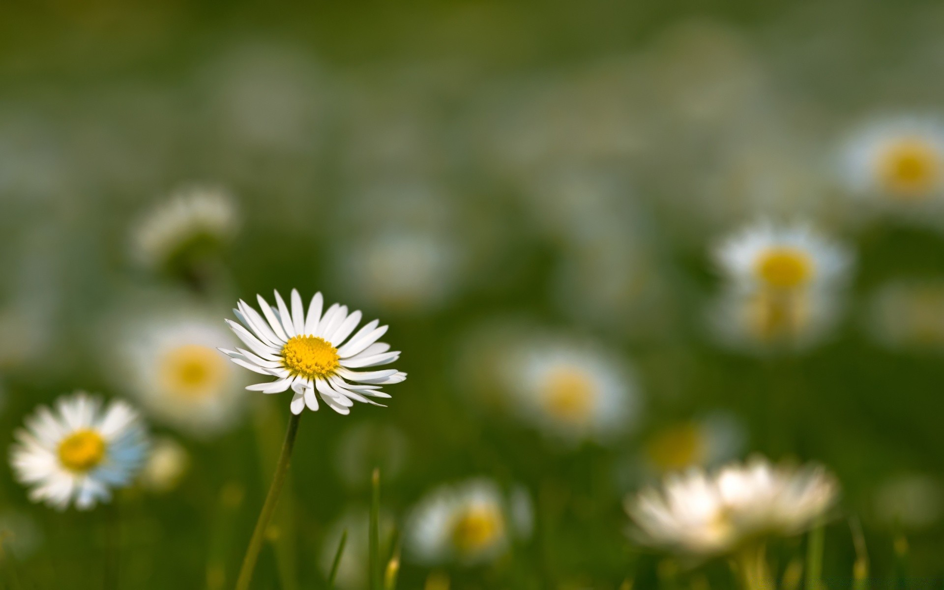 flowers nature flower summer flora chamomile grass hayfield growth field rural bright fair weather outdoors leaf garden sun floral wild season