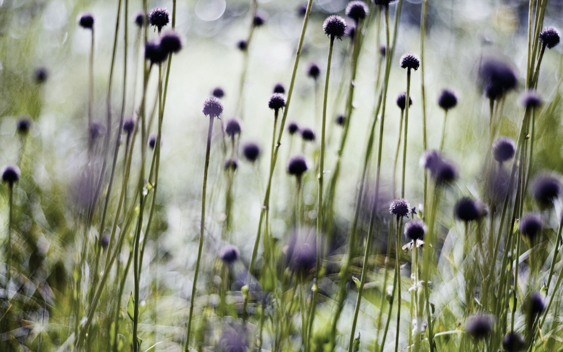 flowers field flower nature grass flora summer hayfield rural growth outdoors blur garden fair weather blooming season close-up wild color countryside