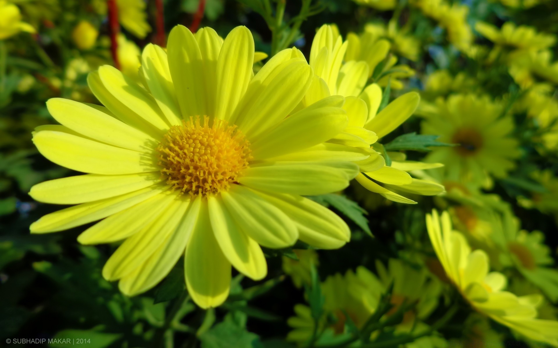 çiçekler doğa yaz çiçek flora bahçe parlak yaprak renk çiçek çiçeklenme büyüme açık havada alan petal çimen güzel hava güzel