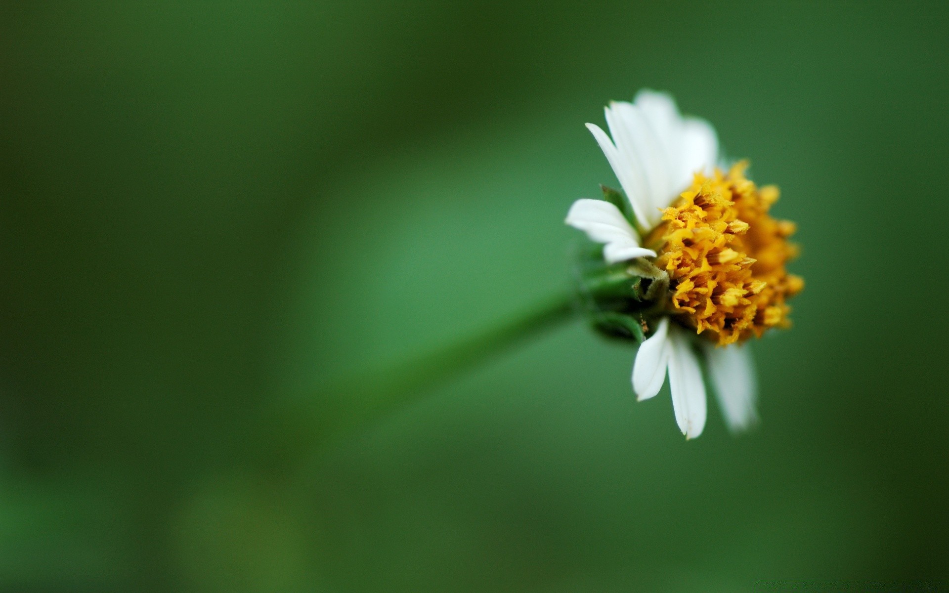 kwiaty natura kwiat rozmycie liść lato flora wzrost ogród jasny owad trawa