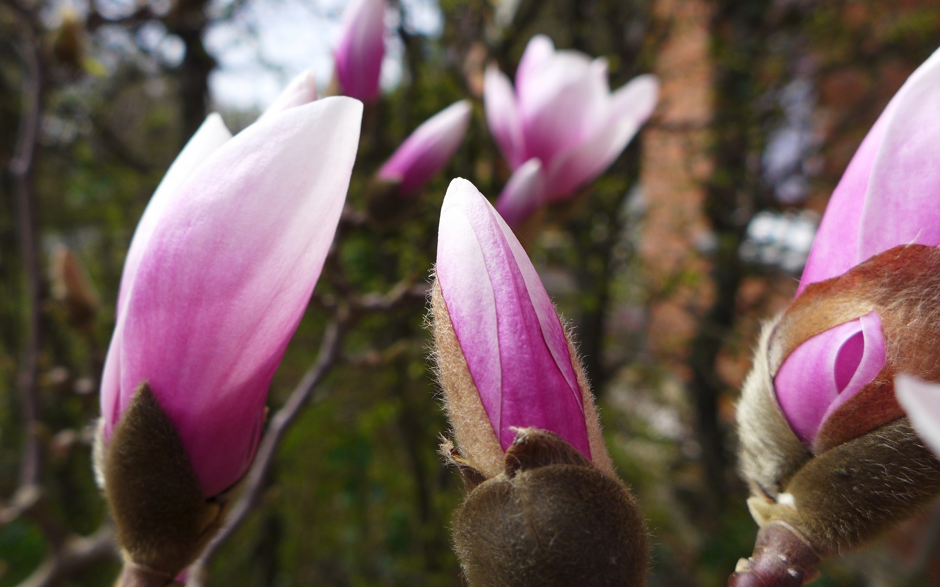 fleurs fleur nature flore jardin bluming arbre magnolia couleur feuille floral à l extérieur belle pétale copain parc lumineux