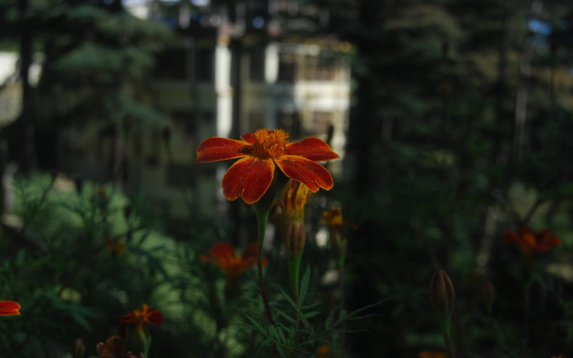 花 花 自然 植物 花园 夏天 叶 户外 颜色 生长 开花 花