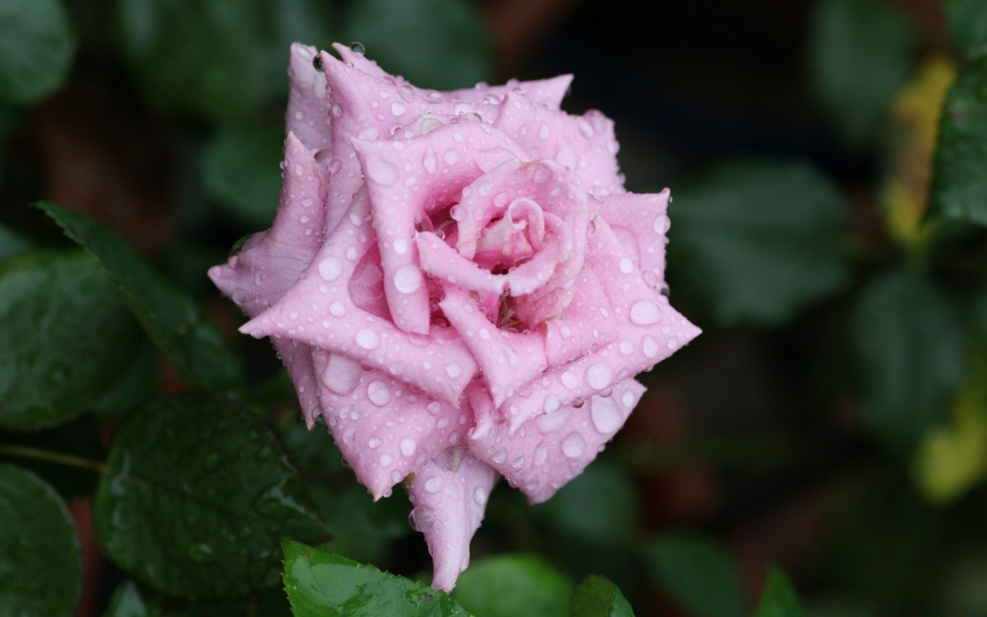 blumen blume blatt rose natur flora blütenblatt garten blühen im freien blumen farbe