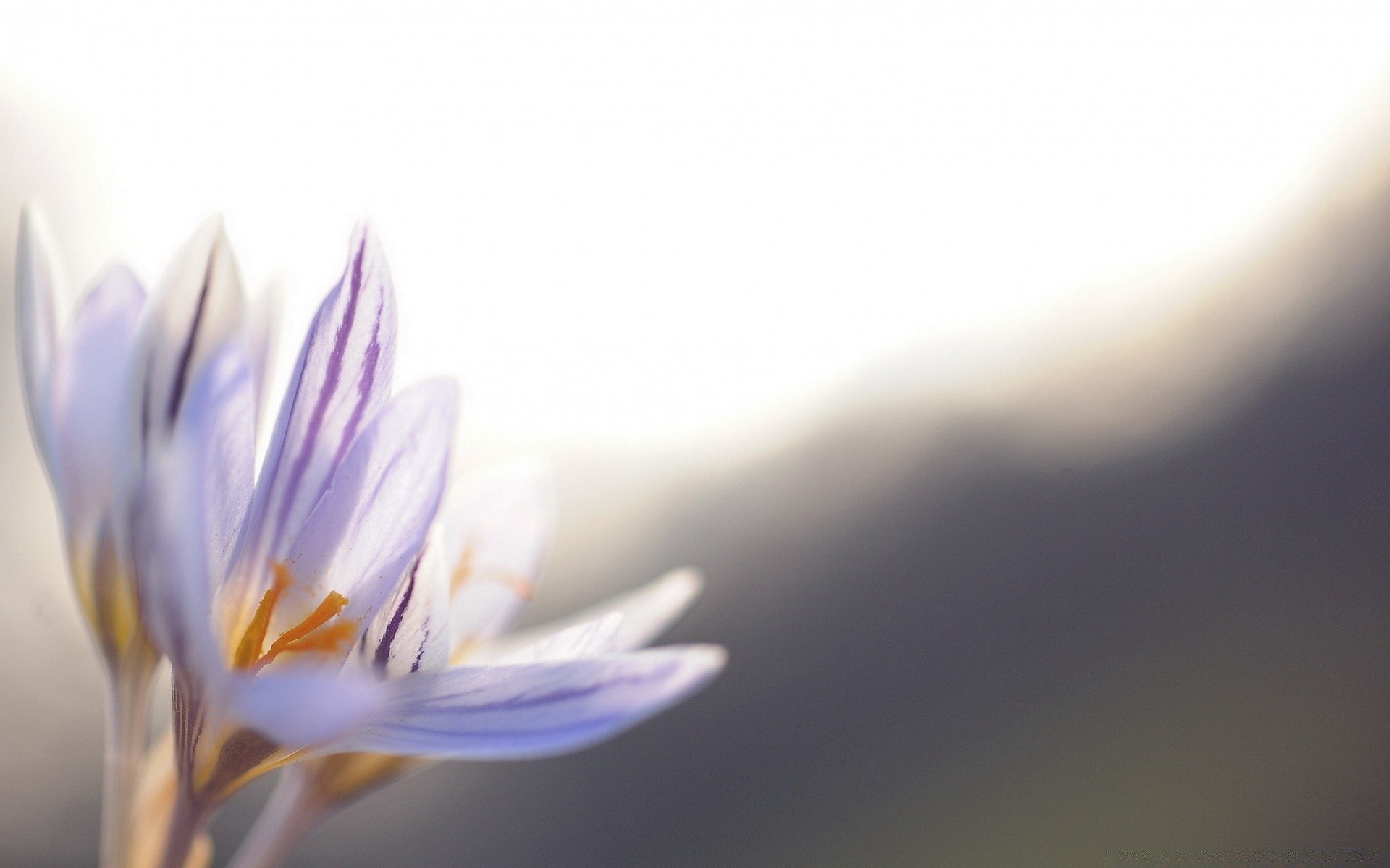 花 花 模糊 自然 颜色 植物 微妙 叶 抽象 明亮 花瓣