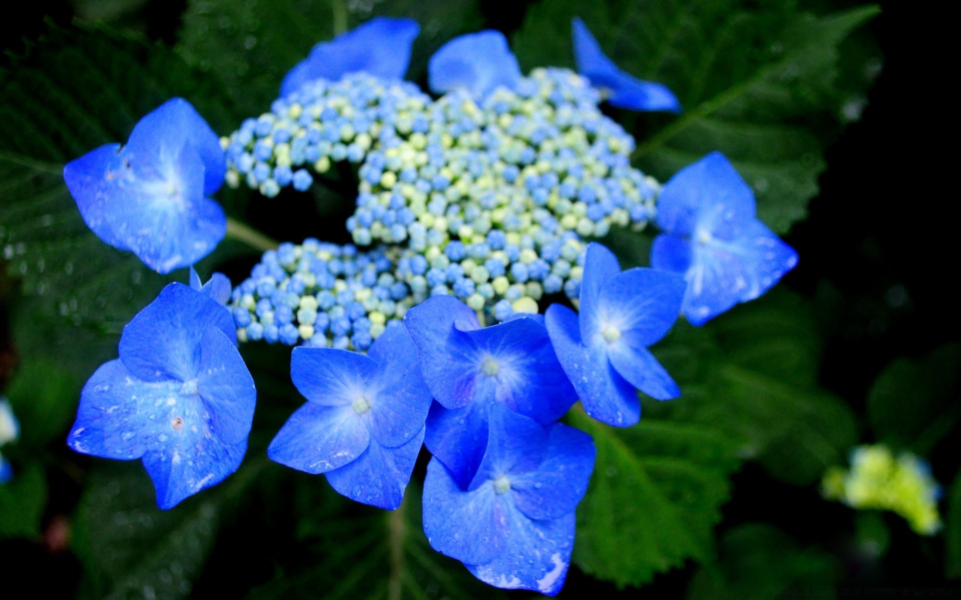 flores naturaleza flor jardín hoja flora al aire libre verano crecimiento floral color brillante estación bluming hermoso