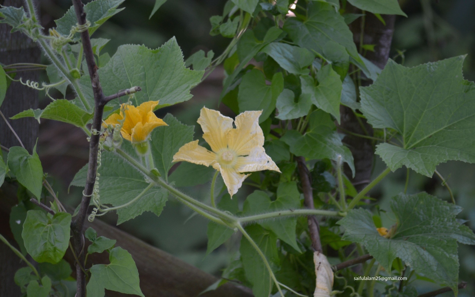 flowers leaf flora nature agriculture summer flower growth food garden outdoors farm close-up color fruit vegetable vine grow branch