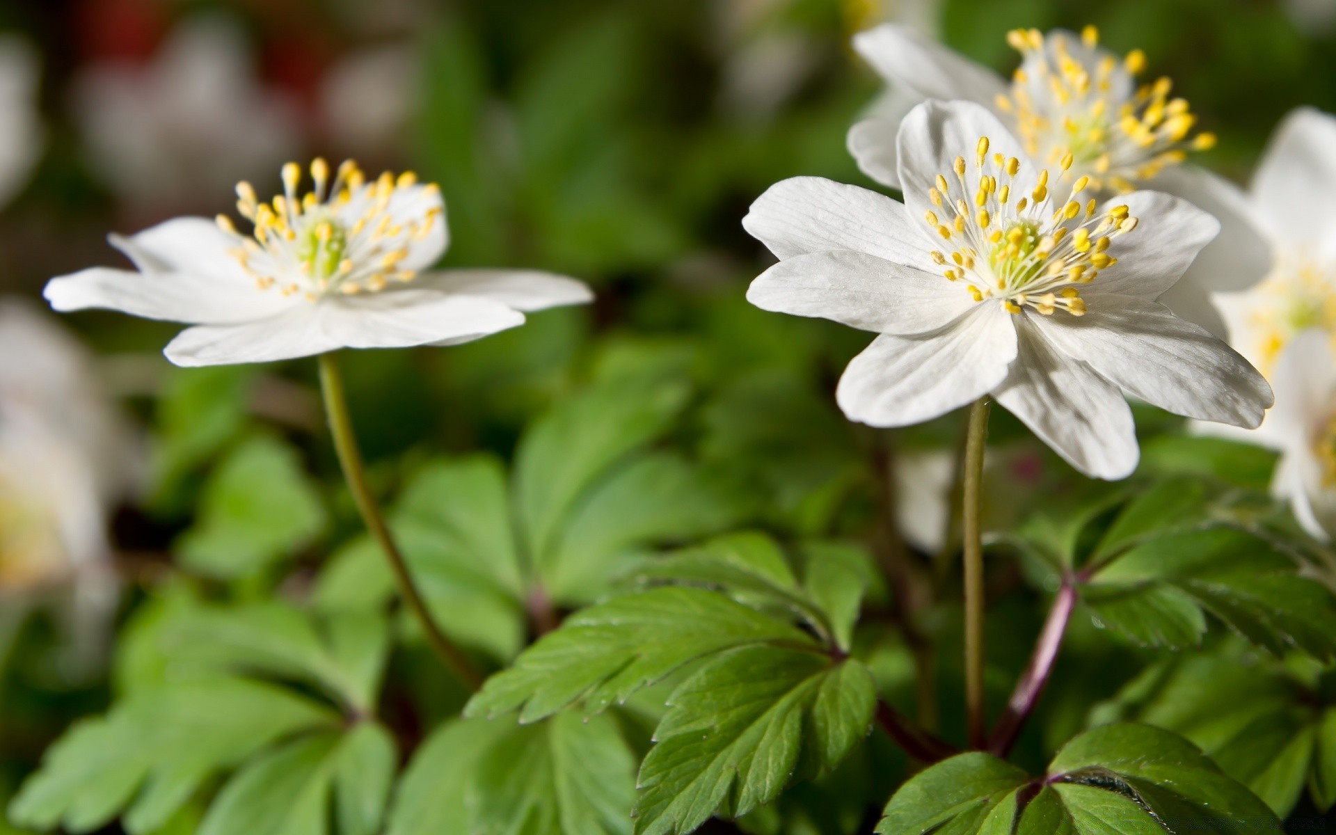 flowers flower nature flora garden blooming leaf petal summer close-up outdoors floral park growth anemone season