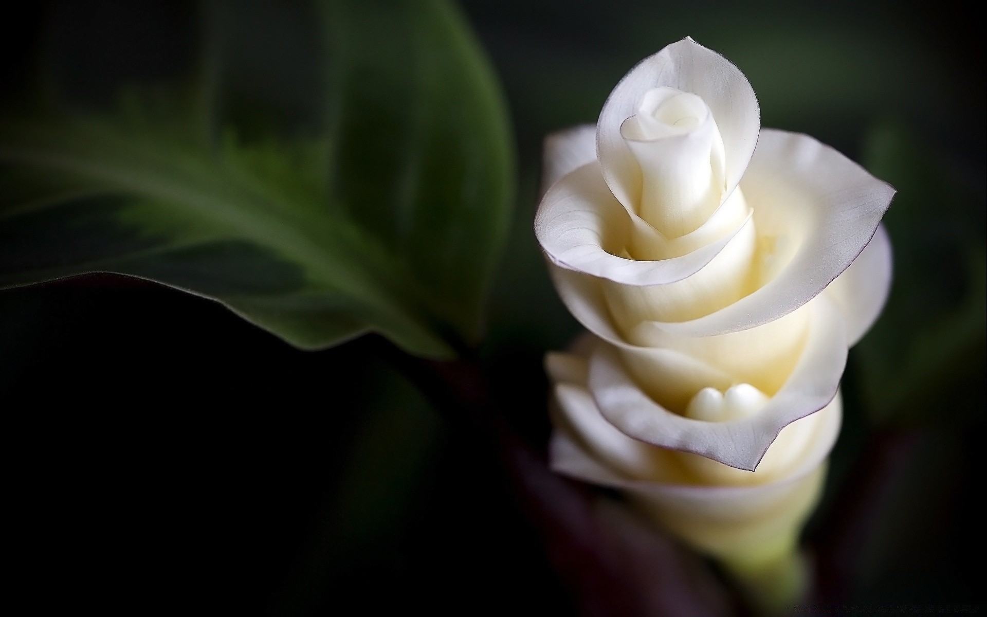 fleurs fleur feuille nature flore couleur jardin tropical