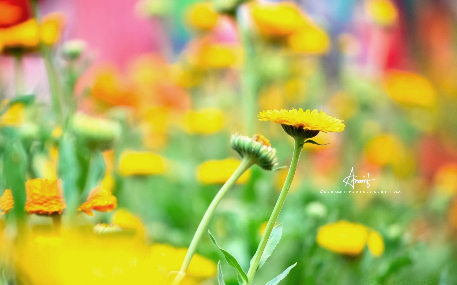 blumen natur sommer blume blatt gras flora hell garten im freien wachstum gutes wetter heuhaufen farbe