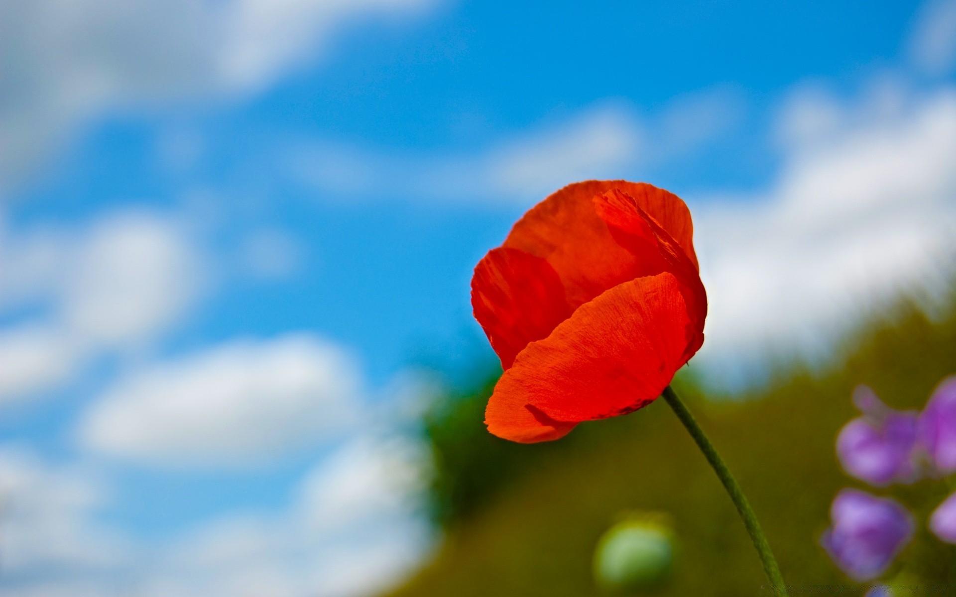 flowers flower nature blur summer poppy leaf flora outdoors bright color fair weather