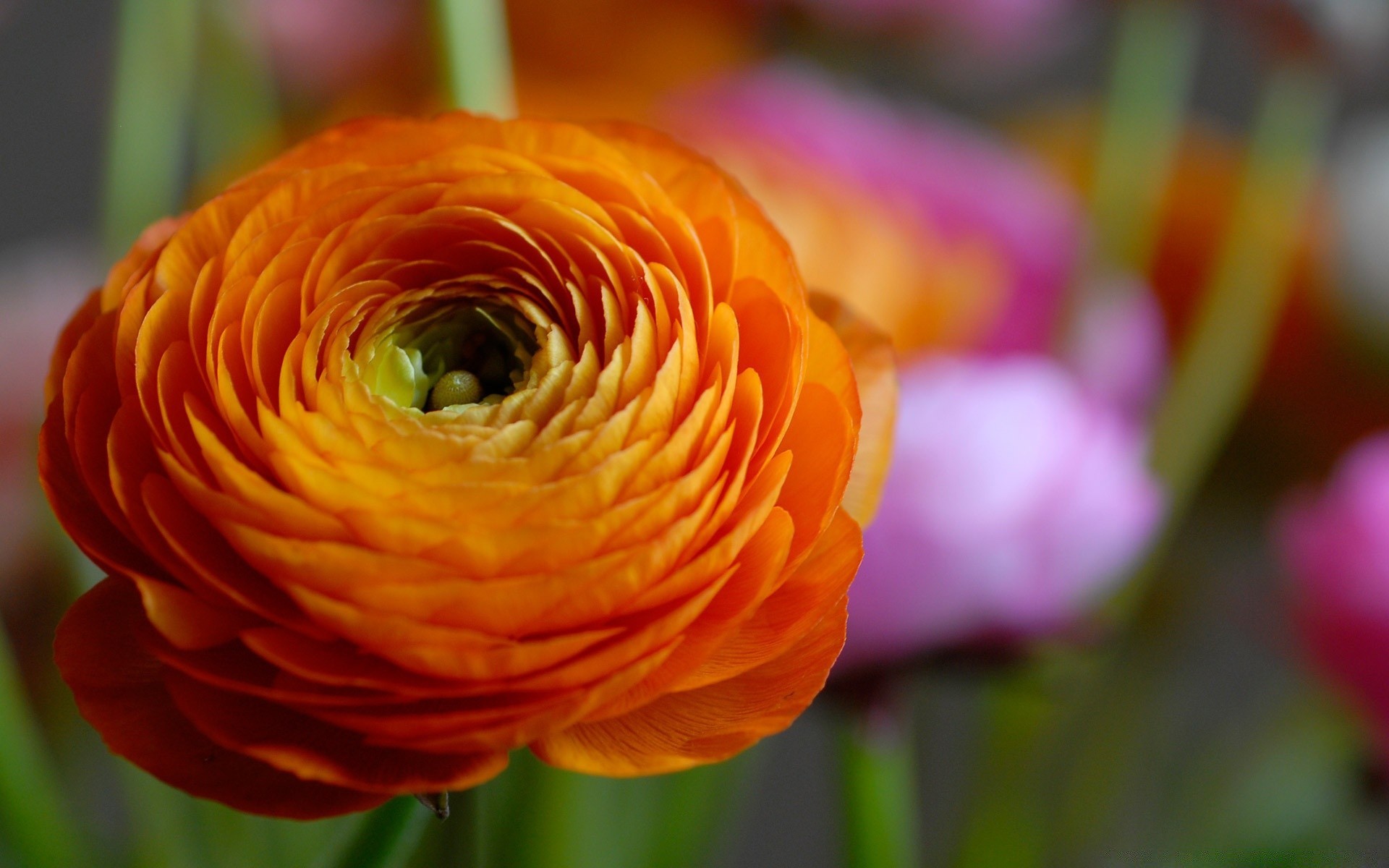 flowers flower nature flora garden color petal bright summer leaf love beautiful floral blooming romance gift