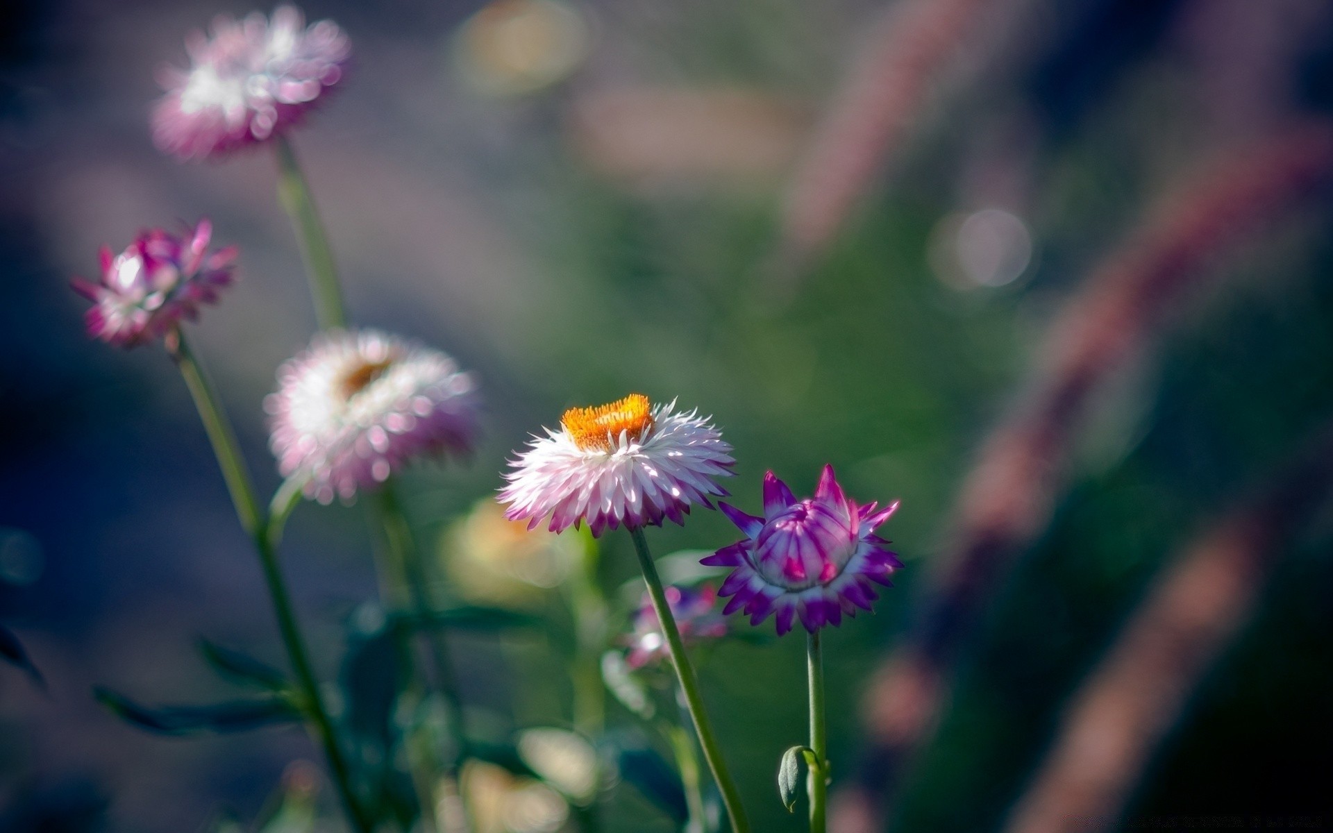 fiori fiore natura flora estate giardino campo fieno crescita all aperto foglia fioritura erba luminoso petalo colore floreale stagione close-up bel tempo