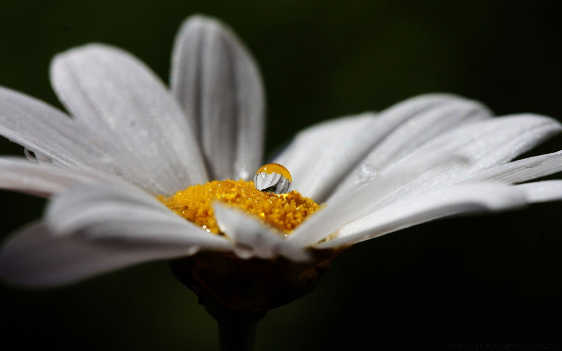 çiçekler çiçek doğa flora yaprak böcek bahçe polen