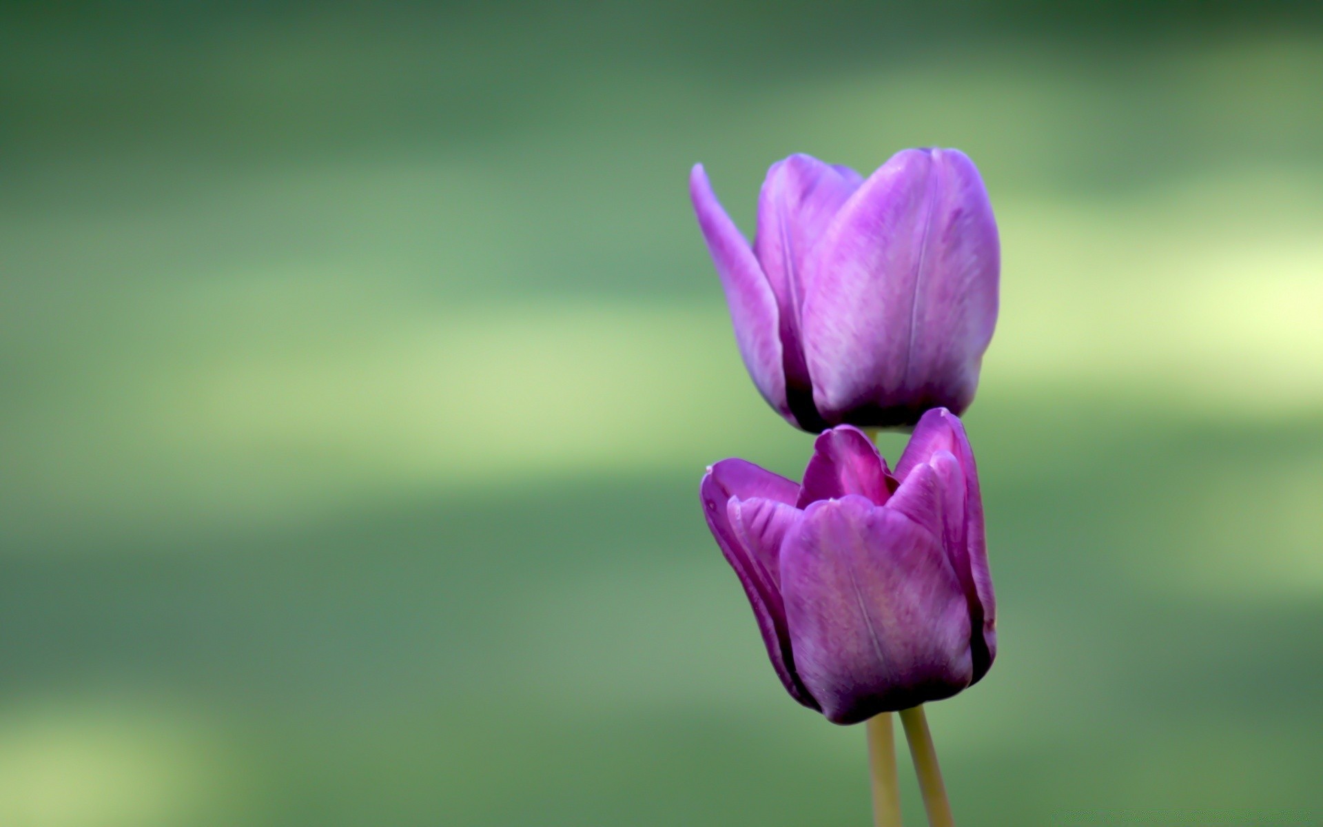 flowers nature flower leaf flora garden summer bright