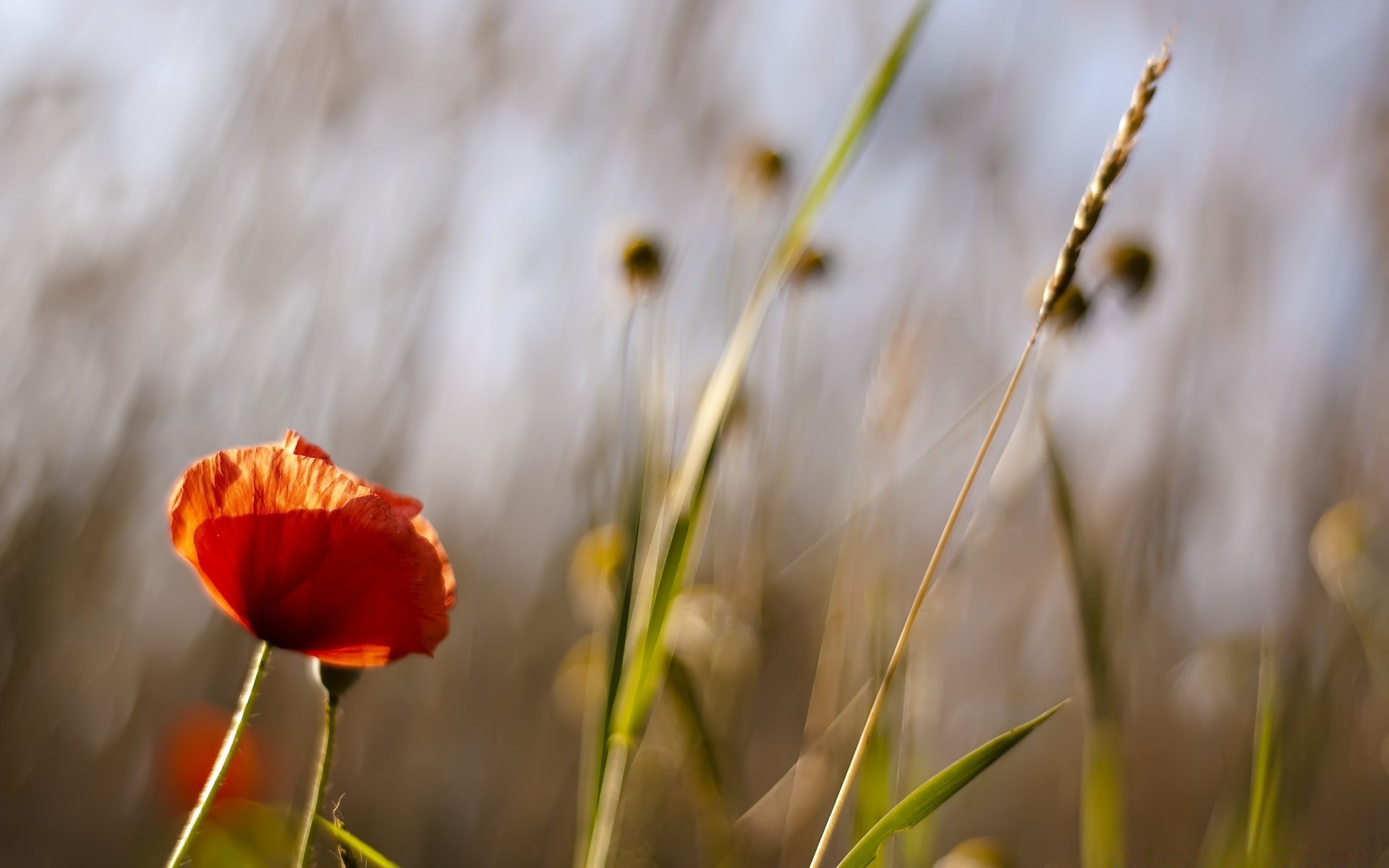 flores naturaleza flor hierba verano campo poppy sol al aire libre buen tiempo rural flora heno borrosidad crecimiento hoja jardín