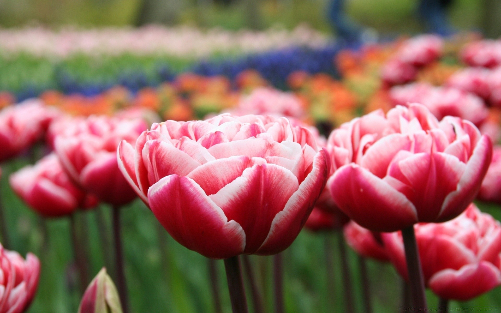 flowers flower tulip nature garden flora color summer leaf field floral park bright petal blooming season outdoors vibrant